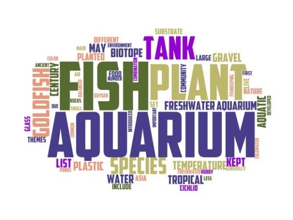 Freshwater Aquariums Typography Book Cov: A Creative Catalyst for Design-Driven Brands